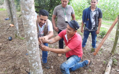 La industria del caucho crece en 2024
