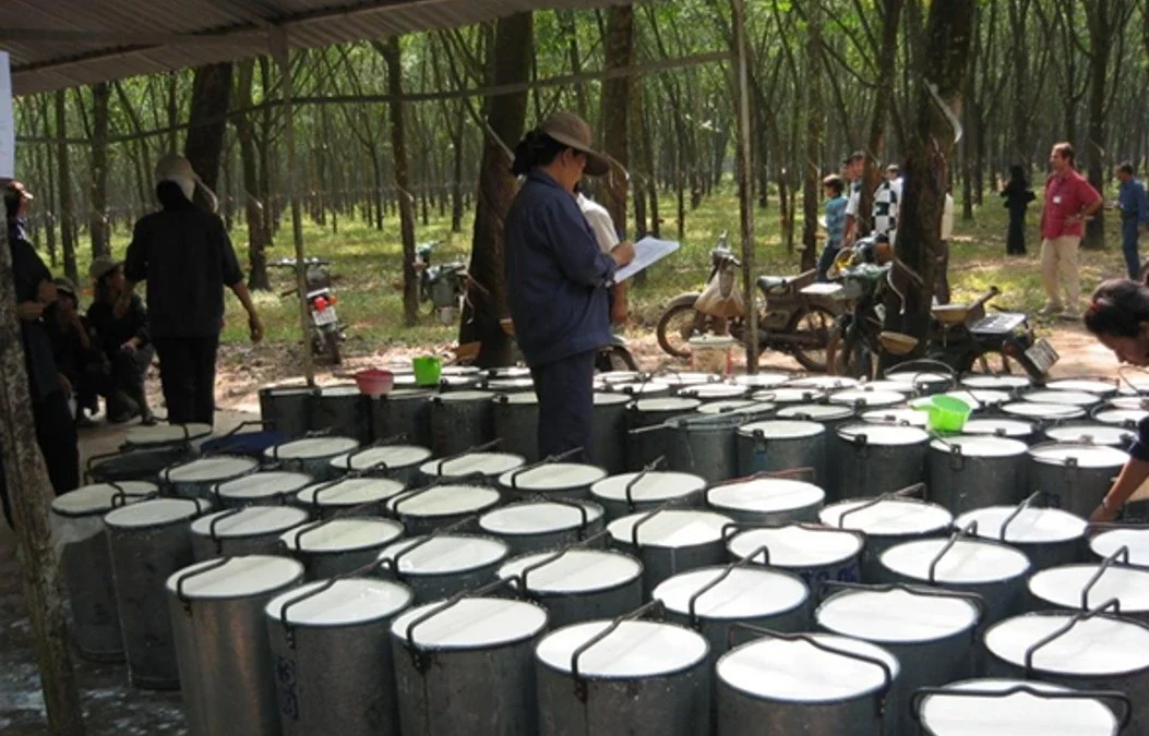 proceso_en_finca_cauchera