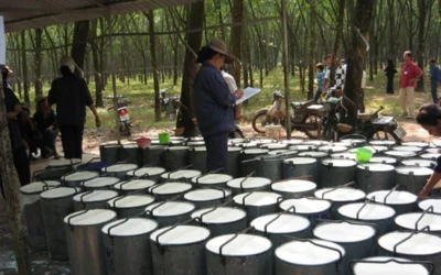 Sector cauchero colombiano marca un hito financiero en 2025 y supera el 119% de la meta de recaudo