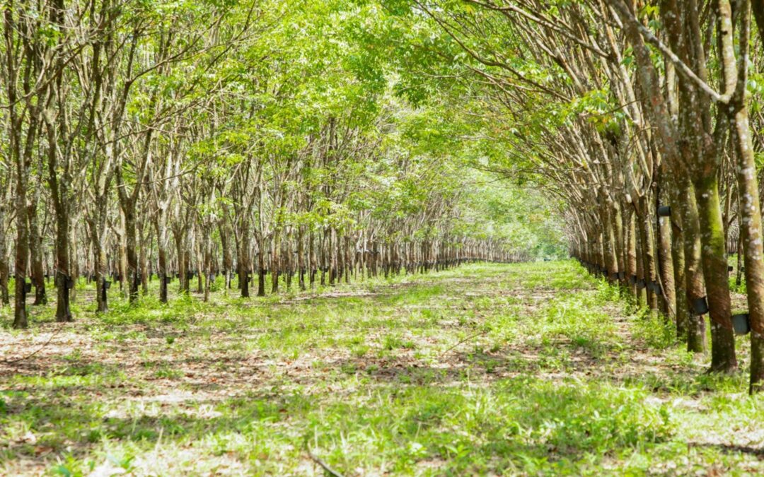 El sector cauchero fija hoja de ruta al nuevo Ministro de Agricultura