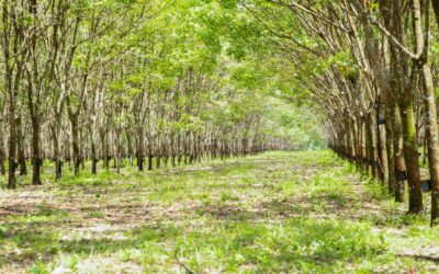 El sector cauchero fija hoja de ruta al nuevo Ministro de Agricultura