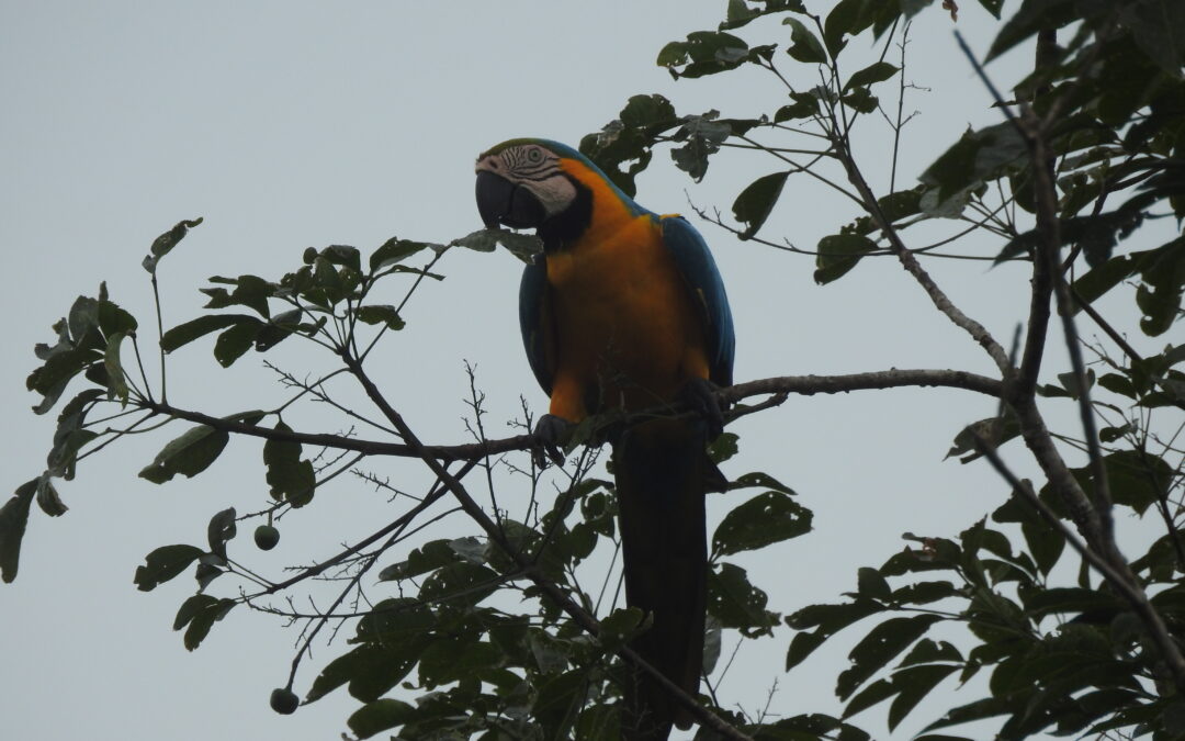 Diversidad faunística asociada a cultivos de caucho (Hevea brasiliensis) en el piedemonte amazónico colombiano